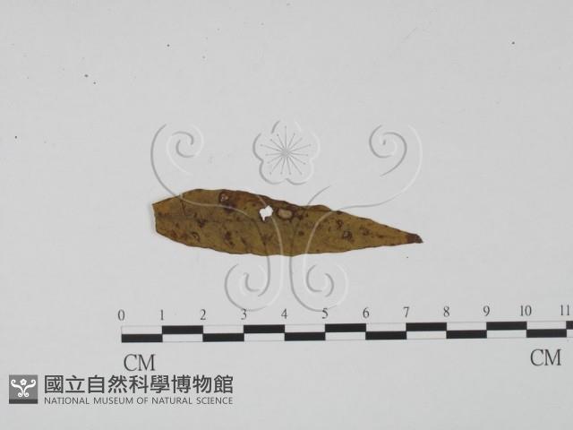 登錄號:F0011821藏品圖，第1張