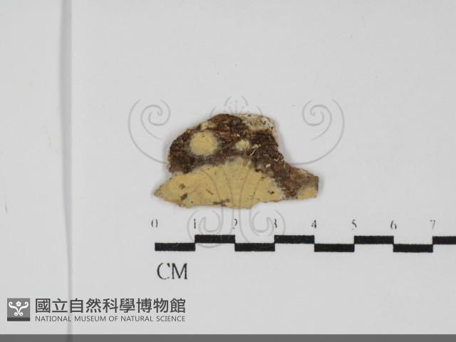 登錄號:F0031821藏品圖，第1張