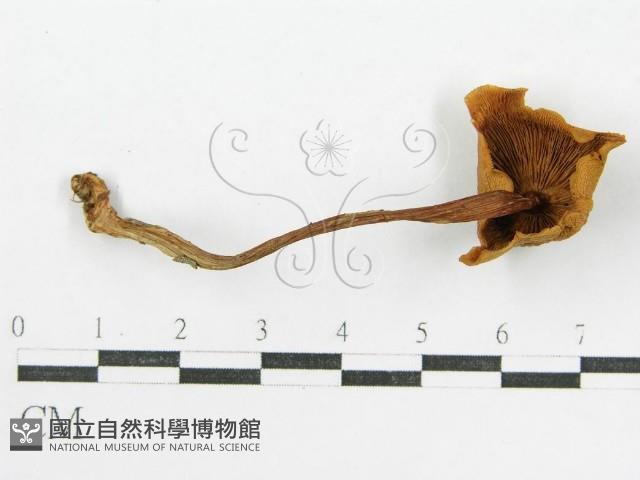 登錄號:F0004821藏品圖，第1張