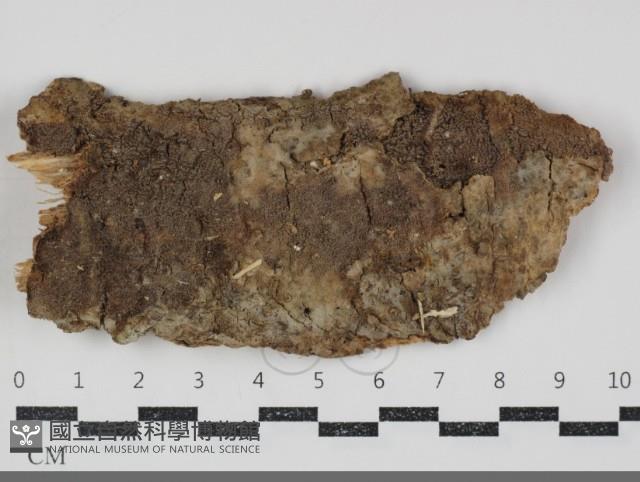 樹脂殼菌屬藏品圖，第1張