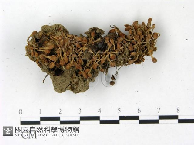 登錄號:F0022821藏品圖，第1張