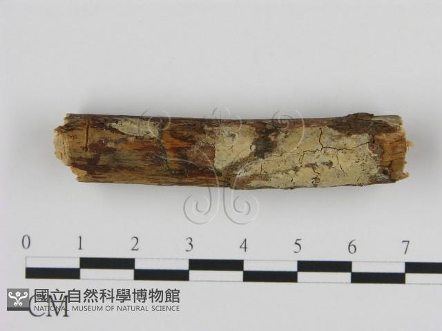 登錄號:F0002821藏品圖，第1張