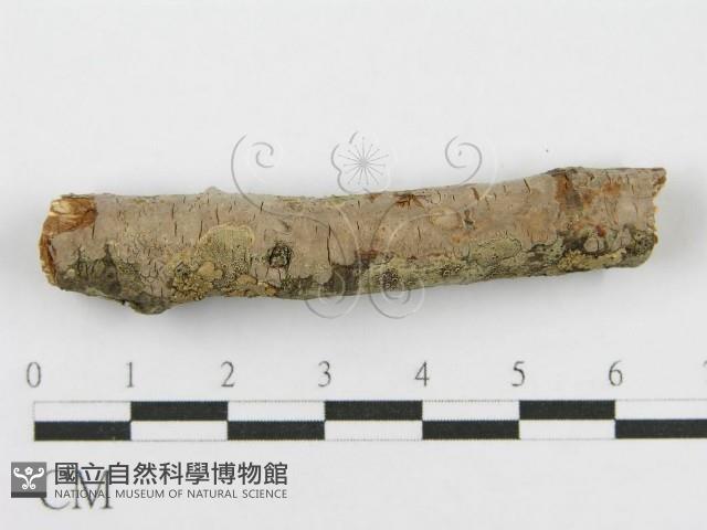 筍殼菌屬藏品圖，第1張