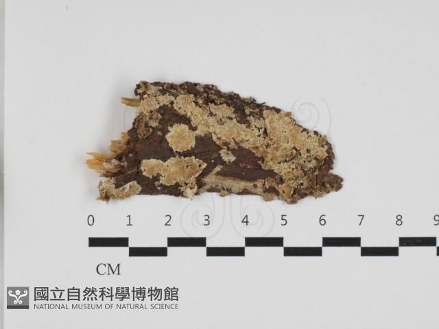 登錄號:F0032821藏品圖，第1張