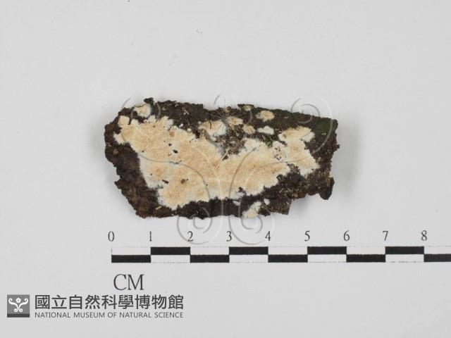 登錄號:F0027821藏品圖，第1張