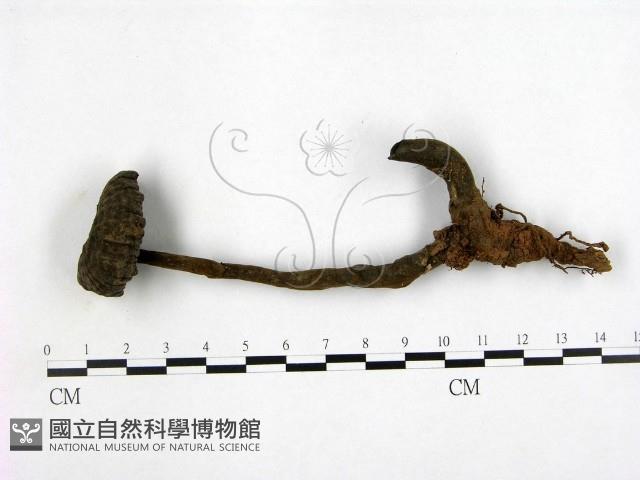 假芝屬藏品圖，第1張