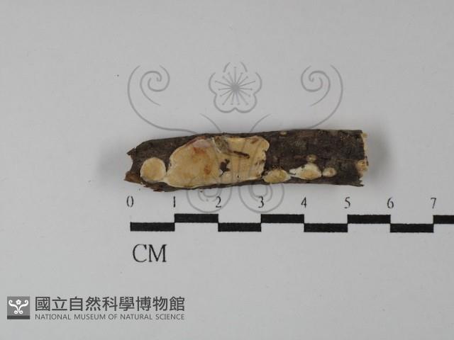 登錄號:F0029821藏品圖，第1張