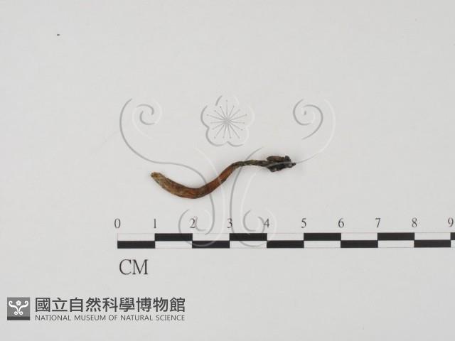 登錄號:F0009821藏品圖，第1張