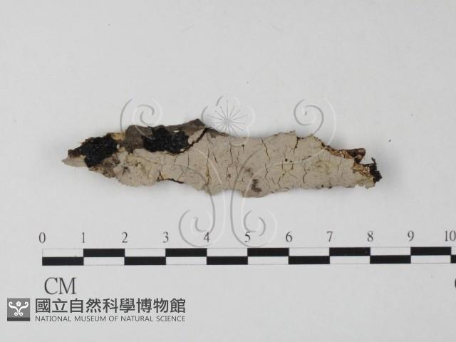 筍殼菌屬藏品圖，第1張