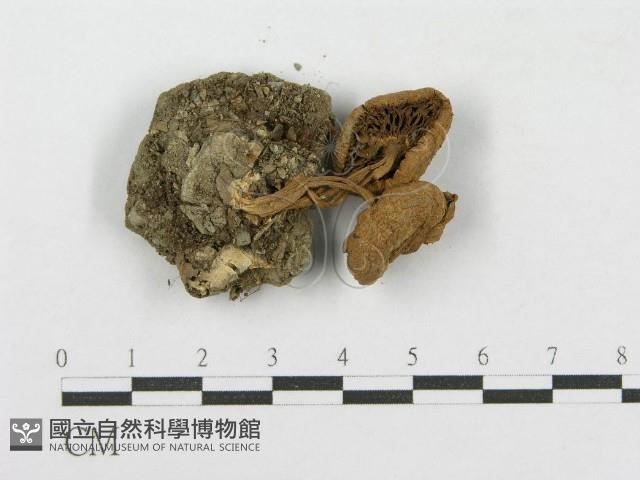 登錄號:F0003821藏品圖，第1張