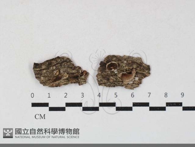 登錄號:F0033821藏品圖，第1張