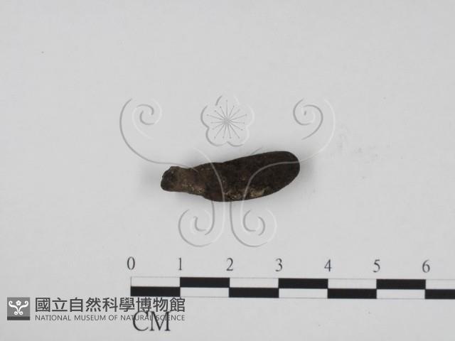 炭角菌屬藏品圖，第1張