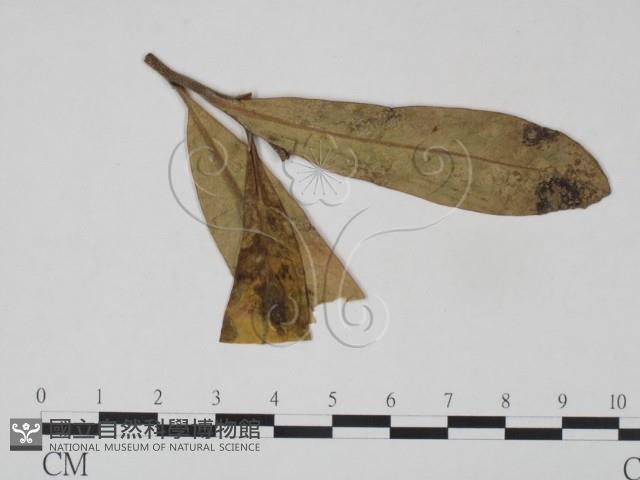 登錄號:F0018921藏品圖，第1張