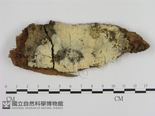 登錄號:F0000921藏品圖，第1張