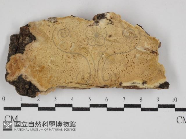 登錄號:F0030921藏品圖，第1張