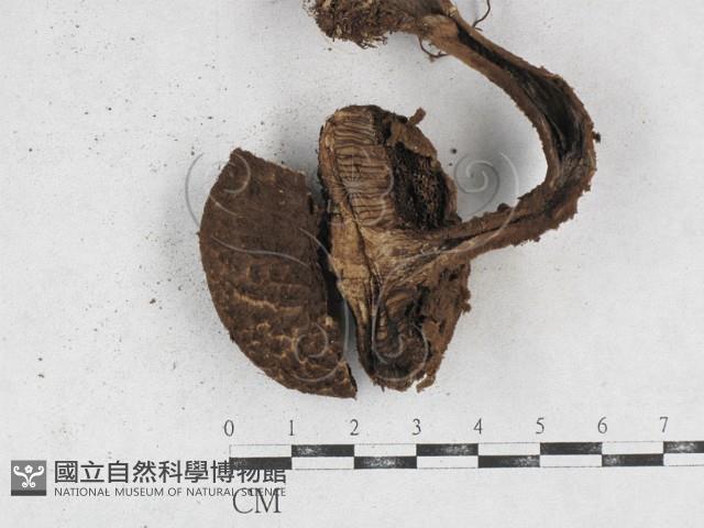 登錄號:F0026921藏品圖，第1張