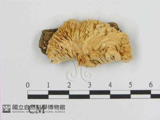 登錄號:F0006921藏品圖，第1張