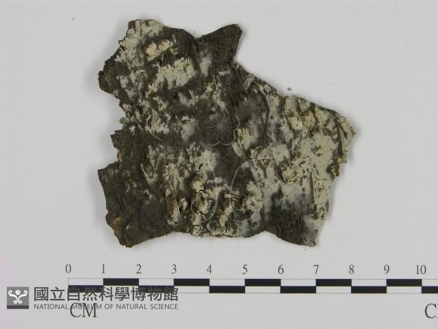 剛毛絲皮菌藏品圖，第1張