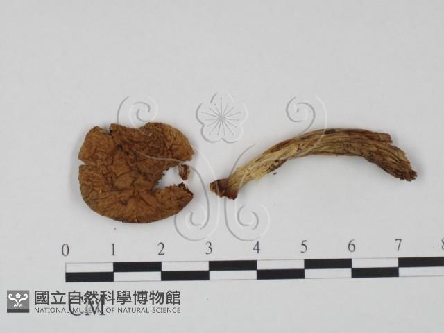 登錄號:F0021921藏品圖，第1張