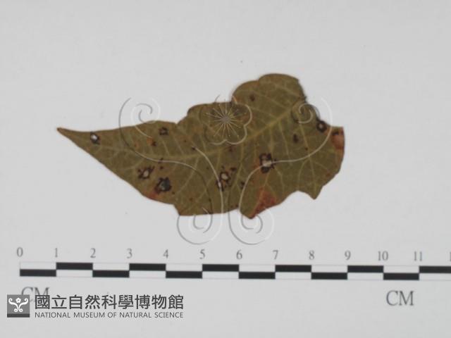 登錄號:F0011921藏品圖，第1張