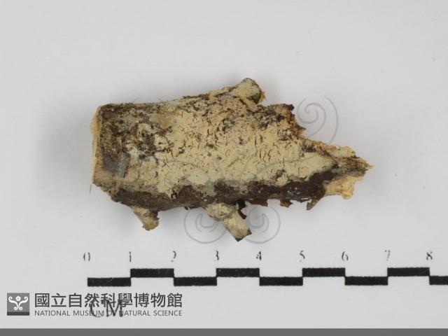 登錄號:F0031921藏品圖，第1張