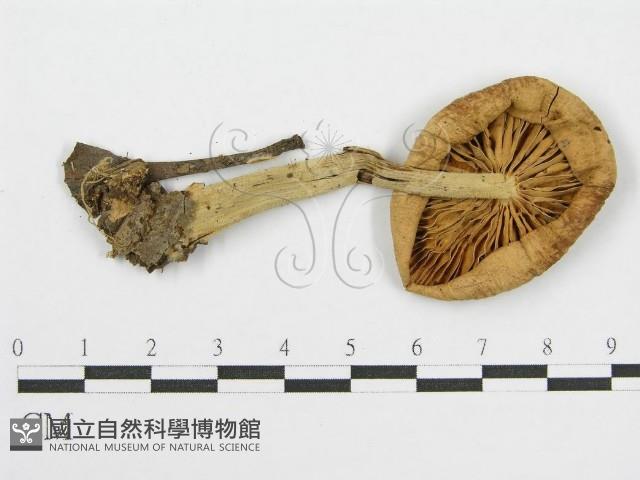 登錄號:F0004921藏品圖，第1張