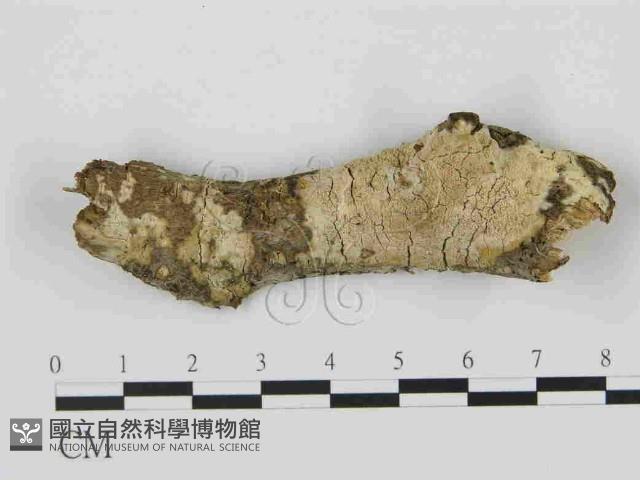登錄號:F0014921藏品圖，第1張