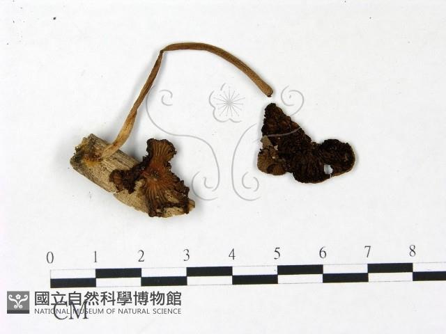 鬼傘屬藏品圖，第1張