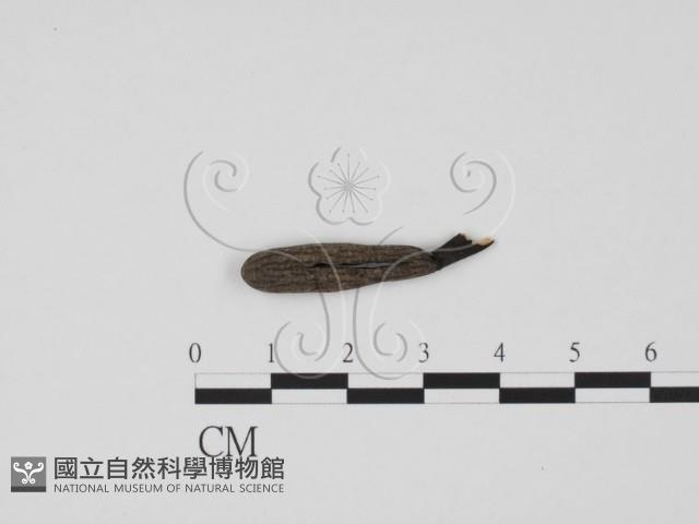 炭角菌屬藏品圖，第1張