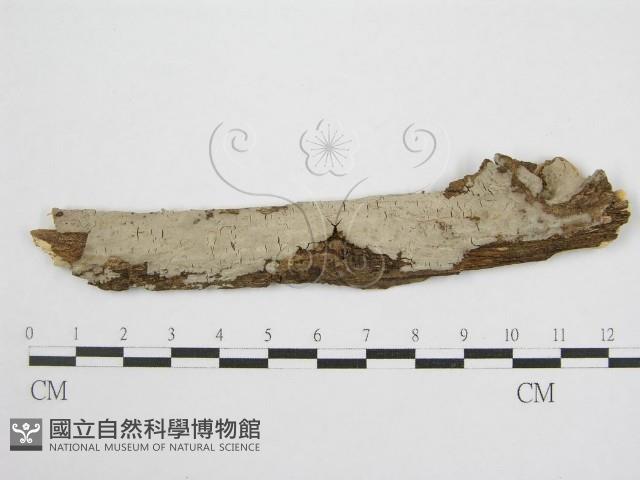 登錄號:F0012921藏品圖，第1張