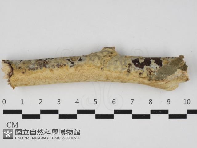 登錄號:F0032921藏品圖，第1張