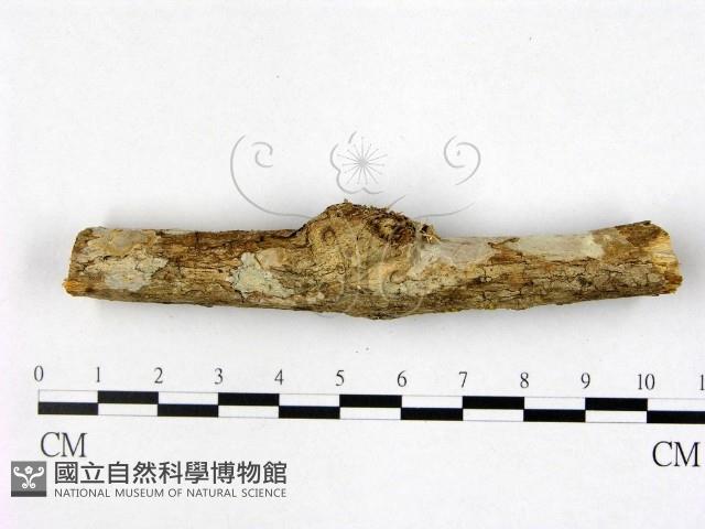 登錄號:F0007921藏品圖，第1張