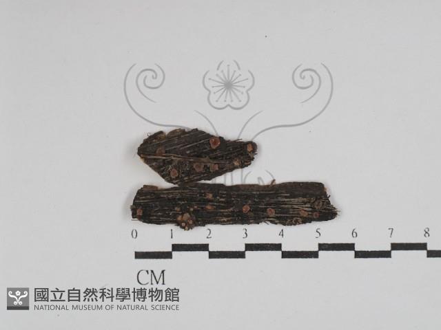 筍殼菌屬藏品圖，第1張