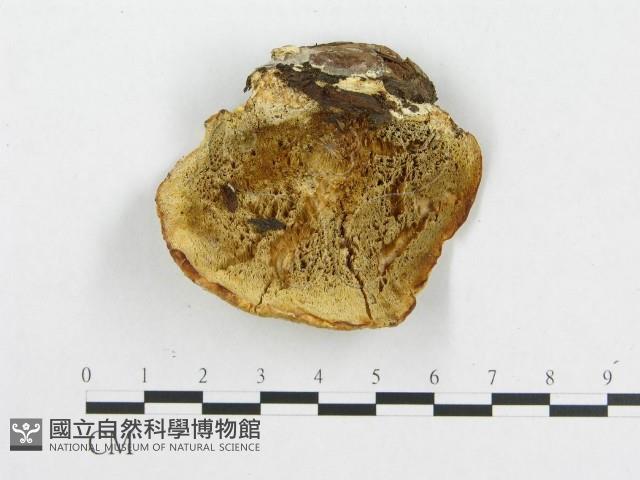 登錄號:F0005921藏品圖，第1張