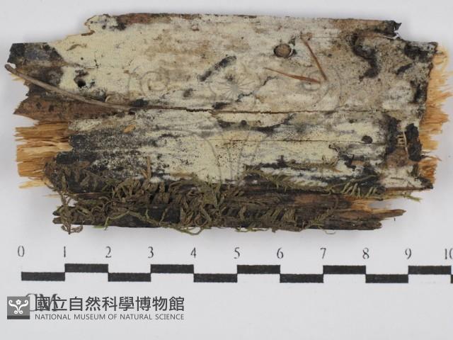 絲齒菌屬藏品圖，第1張