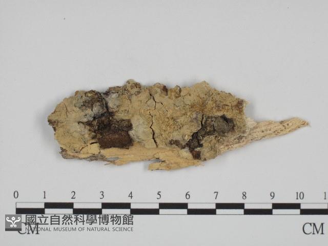 叉絲革菌屬藏品圖，第1張