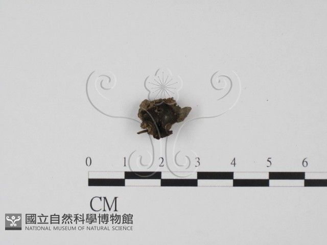 登錄號:F0013921藏品圖，第1張