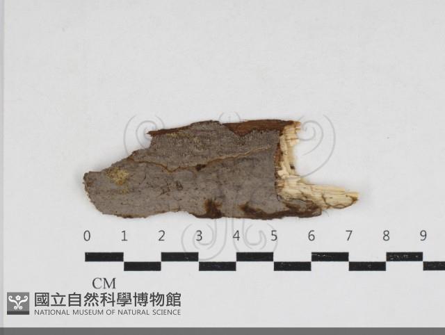 刺革菌屬藏品圖，第1張