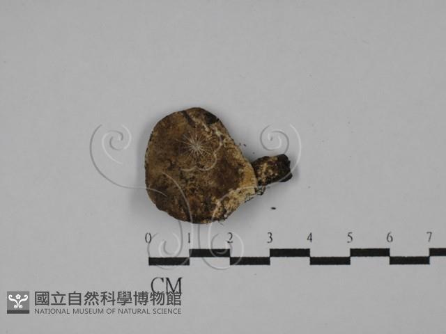 登錄號:F0028621藏品圖，第1張