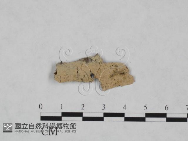 登錄號:F0008621藏品圖，第1張