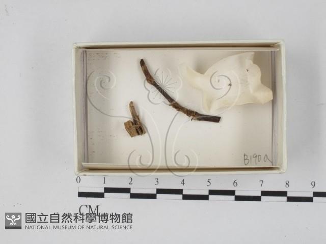 登錄號:F0018621藏品圖，第1張
