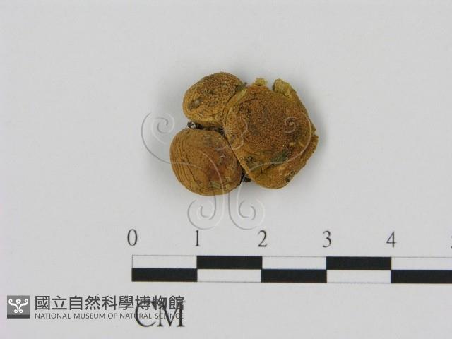 登錄號:F0000621藏品圖，第1張
