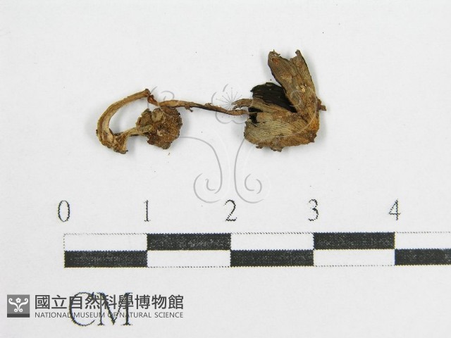 鬼傘屬藏品圖，第1張