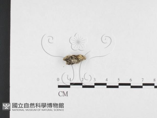 寡孔菌屬藏品圖，第1張