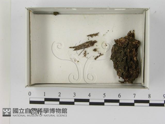 登錄號:F0021621藏品圖，第1張