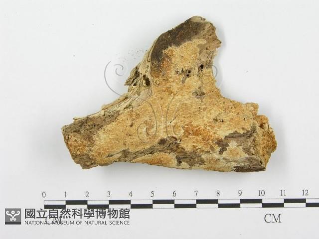 登錄號:F0001621藏品圖，第1張