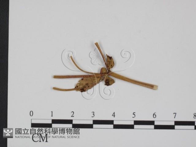 登錄號:F0011621藏品圖，第1張