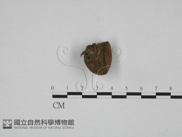 登錄號:F0024621藏品圖，第1張