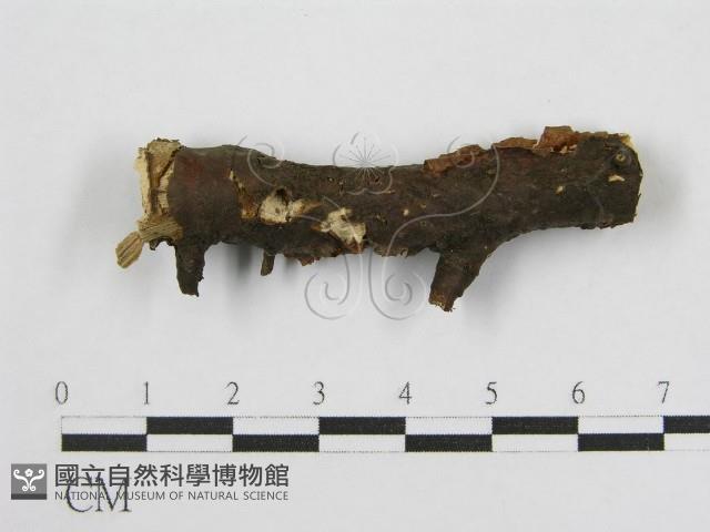 登錄號:F0004621藏品圖，第1張