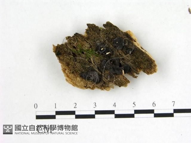 登錄號:F0022621藏品圖，第1張
